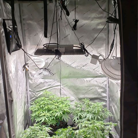 T-Dub (Trainwreck Heirloom) growlog timeline photo