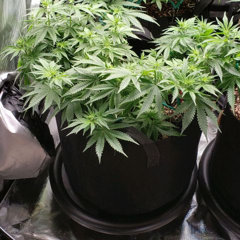 Trainwreck (Arcata cut) growlog timeline photo