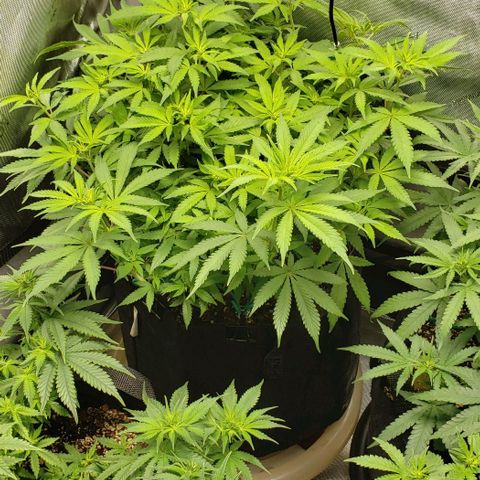 Hot Mess growlog timeline photo