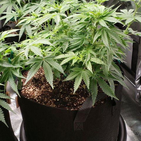 T-Dub (Trainwreck Heirloom) growlog timeline photo