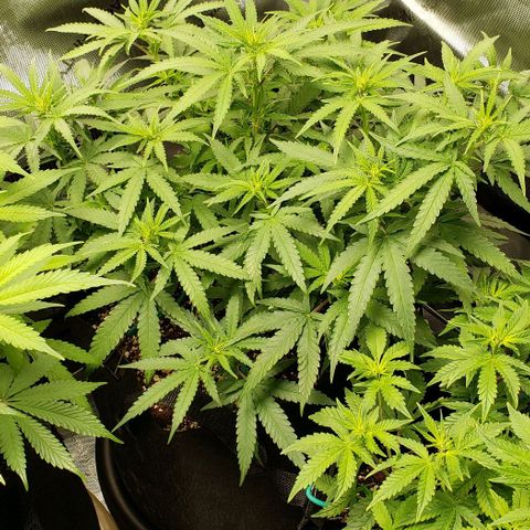 Girl Scout Cookie Extreme growlog timeline photo