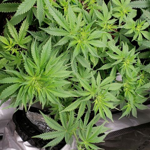 T-Dub (Trainwreck Heirloom) growlog timeline photo