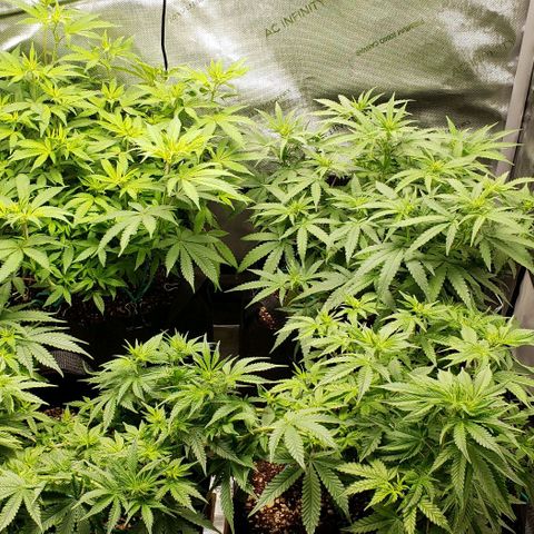 T-Dub (Trainwreck Heirloom) growlog timeline photo