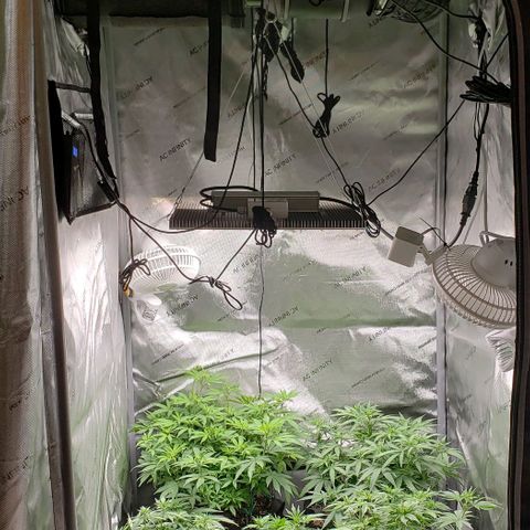 T-Dub (Trainwreck Heirloom) growlog timeline photo