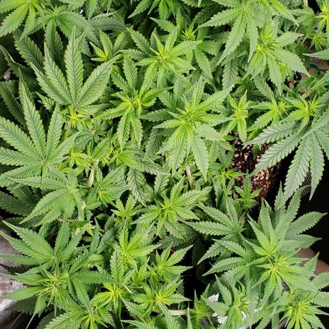 T-Dub (Trainwreck Heirloom) growlog timeline photo