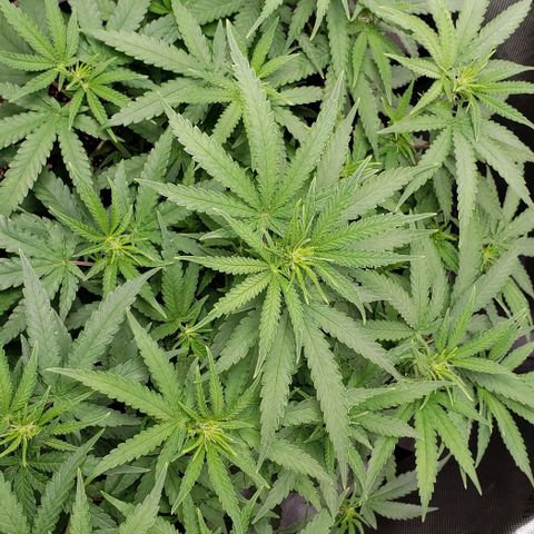T-Dub (Trainwreck Heirloom) growlog timeline photo