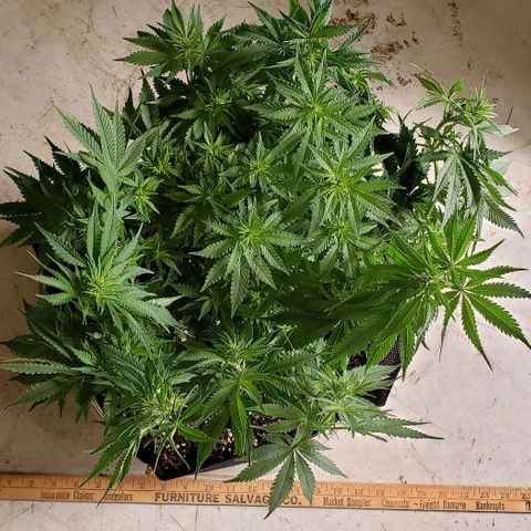 Trainwreck (Arcata cut) growlog photo: 15.5x14.5x12 inches