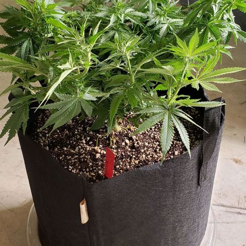 Trainwreck (Arcata cut) growlog photo: 15.5x14.5x12 inches