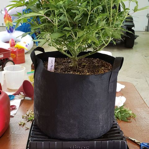 Hot Mess growlog timeline photo