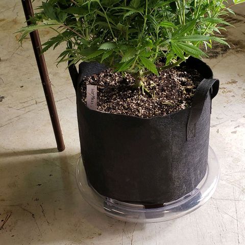 Hot Mess growlog photo: 21x19x16 inches