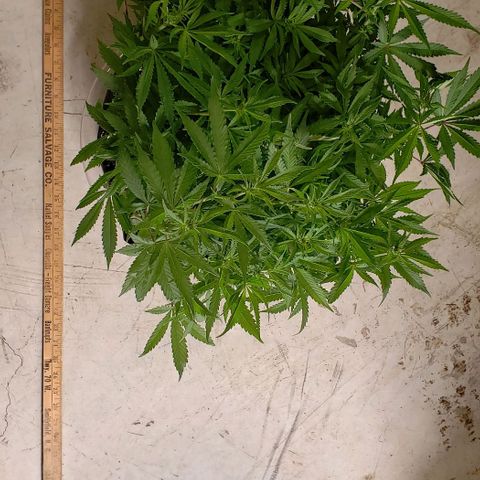 Hot Mess growlog photo: 21x19x16 inches