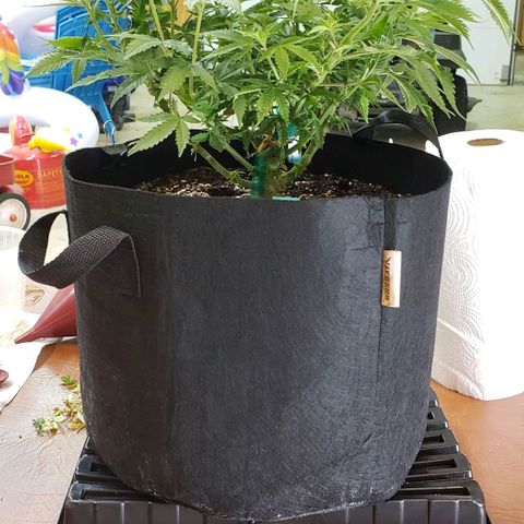 T-Dub (Trainwreck Heirloom) growlog timeline photo