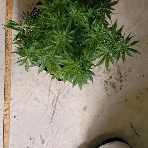 T-Dub (Trainwreck Heirloom) growlog photo: 17.5x15x11 inches