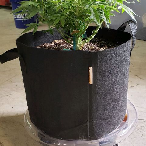 T-Dub (Trainwreck Heirloom) growlog photo: 17.5x15x11 inches