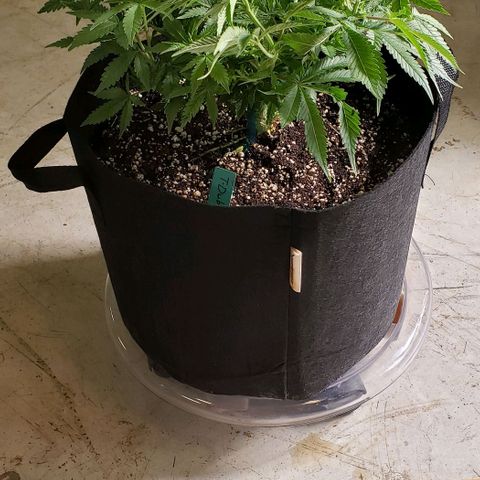 T-Dub (Trainwreck Heirloom) growlog photo: 17.5x15x11 inches