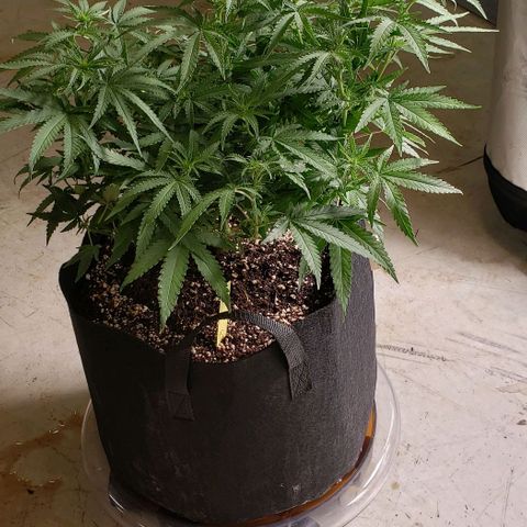 Girl Scout Cookie Extreme growlog photo: 18.5x18x12 inches