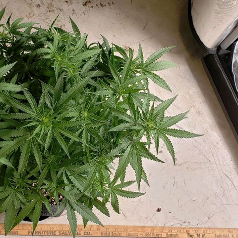 Girl Scout Cookie Extreme growlog photo: 18.5x18x12 inches