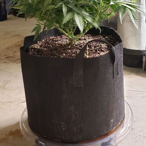 Girl Scout Cookie Extreme growlog photo: 18.5x18x12 inches