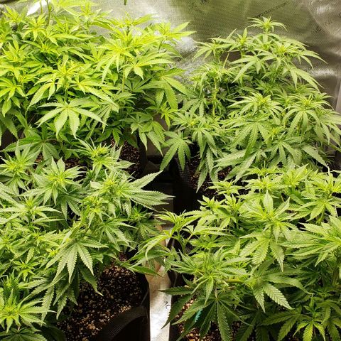 T-Dub (Trainwreck Heirloom) growlog timeline photo