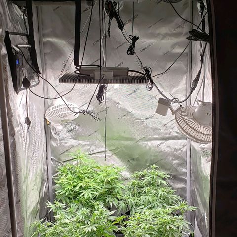 T-Dub (Trainwreck Heirloom) growlog timeline photo
