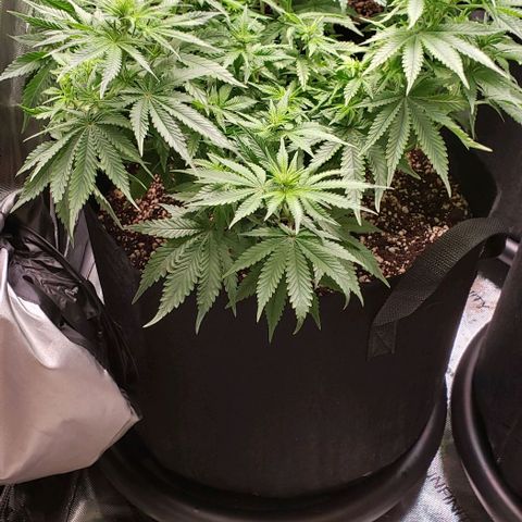Trainwreck (Arcata cut) growlog timeline photo
