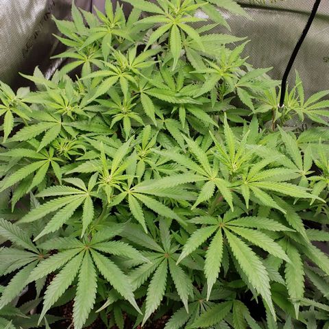 Hot Mess growlog timeline photo