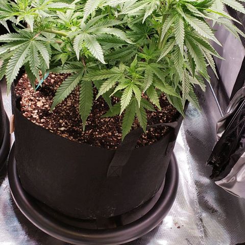 T-Dub (Trainwreck Heirloom) growlog timeline photo
