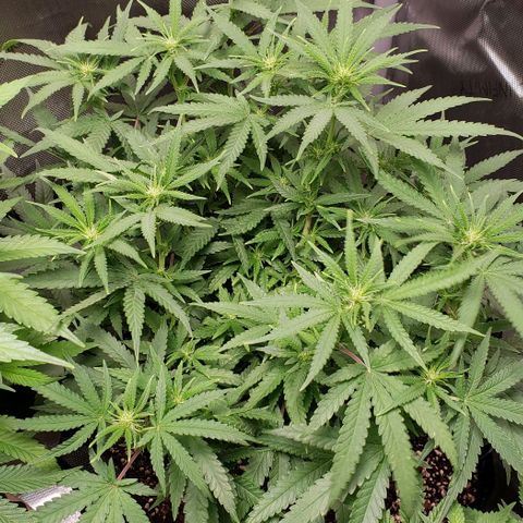 Girl Scout Cookie Extreme growlog timeline photo