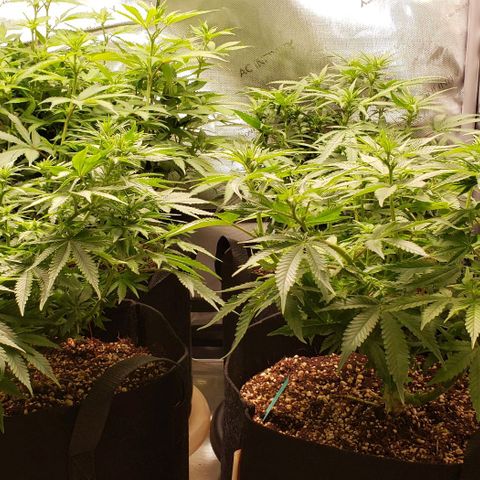 T-Dub (Trainwreck Heirloom) growlog timeline photo