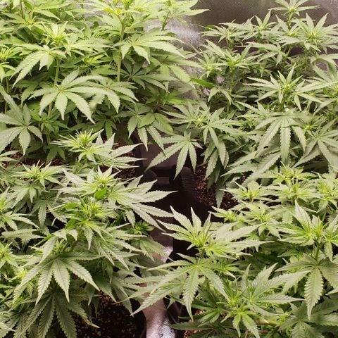 T-Dub (Trainwreck Heirloom) growlog timeline photo