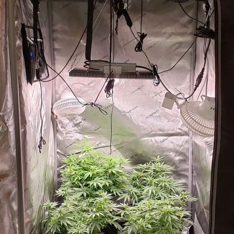 T-Dub (Trainwreck Heirloom) growlog timeline photo