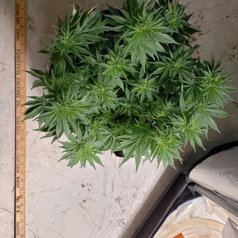 Trainwreck (Arcata cut) growlog photo: 16x15.5x12 inches 