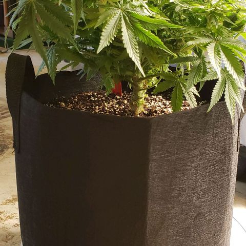 Trainwreck (Arcata cut) growlog photo: 16x15.5x12 inches 