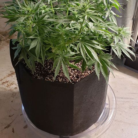 Trainwreck (Arcata cut) growlog photo: 16x15.5x12 inches 