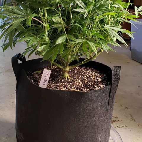 Hot Mess growlog photo: 20x18.5x17 inches