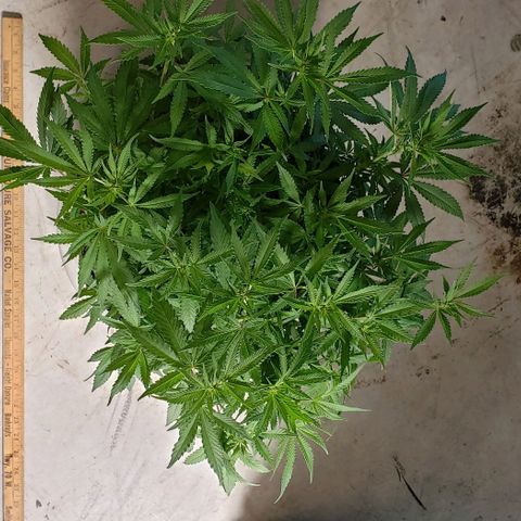 Hot Mess growlog photo: 20x18.5x17 inches