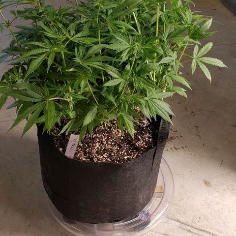 Hot Mess growlog photo: 20x18.5x17 inches