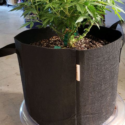 T-Dub (Trainwreck Heirloom) growlog photo: 17x16x13 inches 