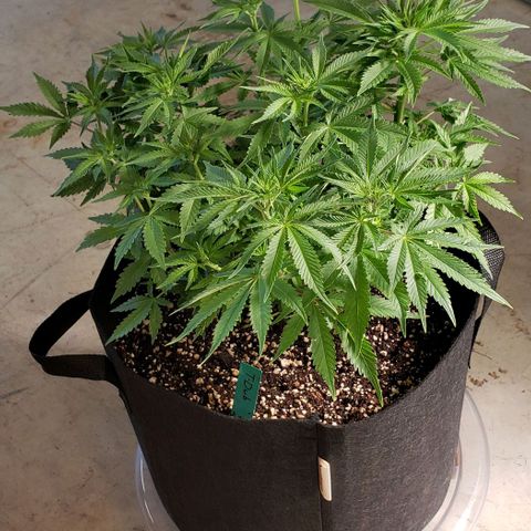 T-Dub (Trainwreck Heirloom) growlog photo: 17x16x13 inches 