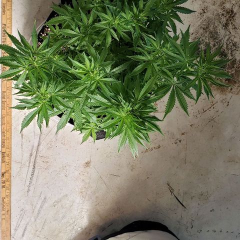 T-Dub (Trainwreck Heirloom) growlog photo: 17x16x13 inches 