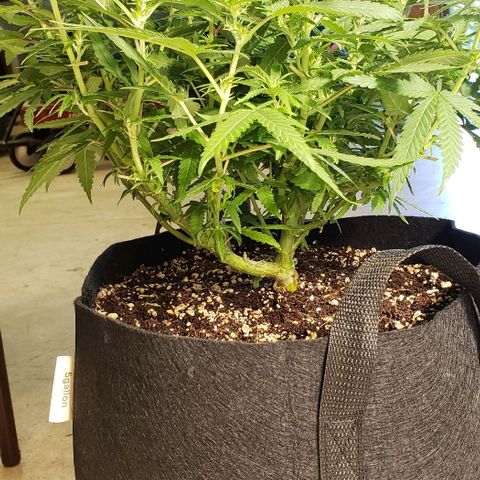 Girl Scout Cookie Extreme growlog photo: 19x18x12 inches
