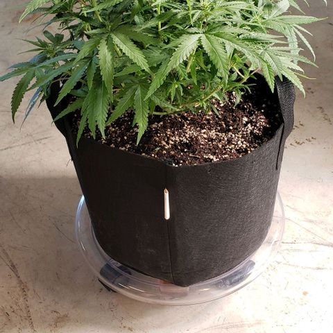 Girl Scout Cookie Extreme growlog photo: 19x18x12 inches