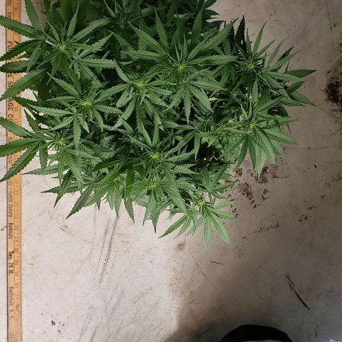 Girl Scout Cookie Extreme growlog photo: 19x18x12 inches