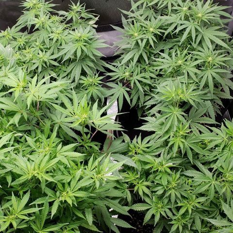 T-Dub (Trainwreck Heirloom) growlog timeline photo