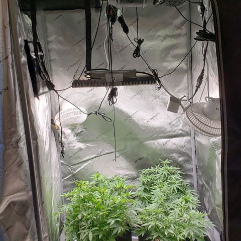 T-Dub (Trainwreck Heirloom) growlog timeline photo