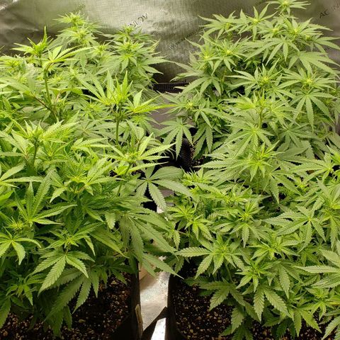 T-Dub (Trainwreck Heirloom) growlog timeline photo