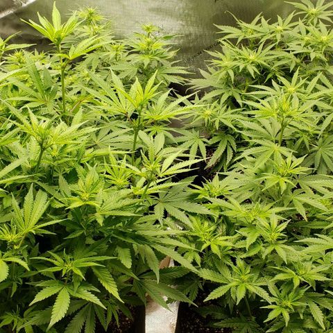 T-Dub (Trainwreck Heirloom) growlog timeline photo