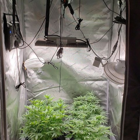 T-Dub (Trainwreck Heirloom) growlog timeline photo