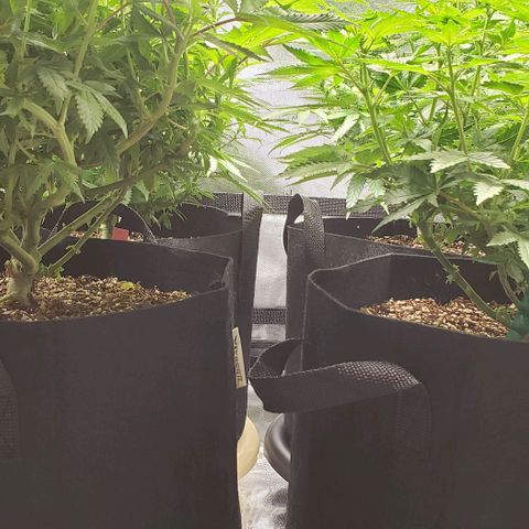 T-Dub (Trainwreck Heirloom) growlog timeline photo