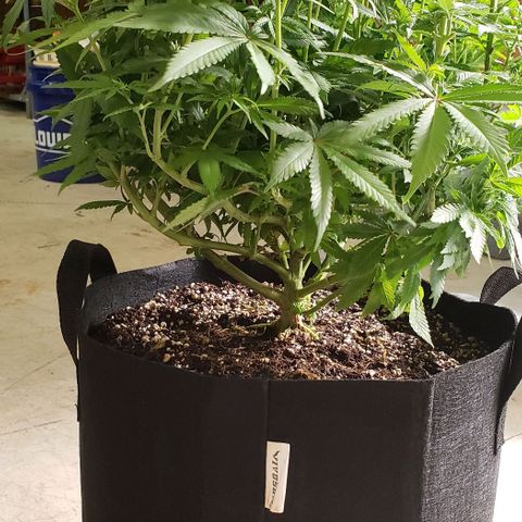 Hot Mess growlog photo: 19x17x19 inches